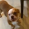 Last of my siblings ENGLISH BULLDOG 8 months 1000 obo