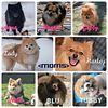 Pomeranian Puppies Ready Now NJ Atlantic County