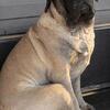 AKC English Mastiff male puppies