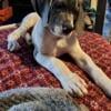 Great Dane pups ready for their forever family