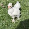 Paint Silkie Show Girl ready for a new coop! North ridgeville