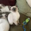 Beautiful Smart Siamese Kittens