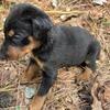 AKC Dobermans