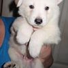 White wolfdogs wolf husky wolf hybrid  (Winter 2023 new litter! German Shepherd Dog/timber wolf)