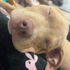 American Bully