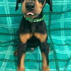 Doberman puppies