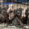 Cute puppies now available