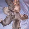 AKC certified French Bulldogs