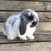 Pedigreed Holland Lop bunnies
