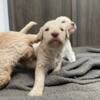 Standard Poodle Puppies