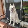 Siberian Husky (for breeding) - All White Blue Eyes