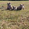Show quality American Bully (Pocket Class)