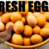 Fresh Chicken Eggs  Collected Daily  Conway South Carolina