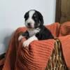 AKC Australian Shepherd Pups 