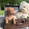 Chihuahua puppies 