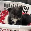 3/4 Pom 1/4 Shih tzu