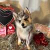 Beautiful pomsky for sale