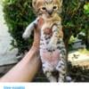 Exotic Savannah cats