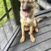6 month old female gsd