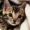 Bengal kitten ready now!