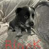 Blue Heeler Puppies