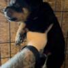 Courageous AKC Rottweiler Pups.