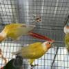 3 Greenchick conure 2 american dilute and one pinaple