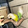 Bonded pair of cinnamon green cheek conures