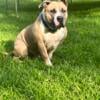 4 year old male bully FREE