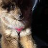 Pomsky female puppy wholly coat 