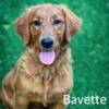 AKC Dark Red Golden Retriever (health and genetic tested parents)