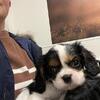AKC Male Tricolor Cavalier puppies