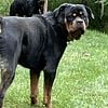 AKC Rottweiler Stud Service