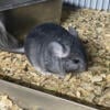 Exotic Rare Grey Chinchillas for sale