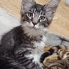 Maine Coon Kitten - Brown Tabby & White Male (available in September)