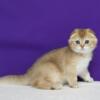 NEW Elite Scottish fold kitten from Europe with excellent pedigree, male. Faraon