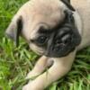 Cute Pug Puppies for sale