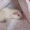 Bonded male Guinea pig pair