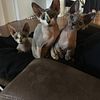 Bambino and sphynx kittens