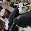 Male juvenile goats