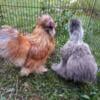 Male and Female pair of Silkie Chickens! 