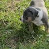 ABKC American bully puppy male Blue Tri