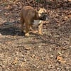 Female Micro Exotic Bully