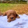 AKC Irish Setter ready September