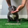 Micro Bully looking for her forever home