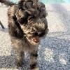 Last 2 Moyen Poodle Puppies Available – Beautiful Coats 🐶✨
