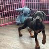 The Doberman Pinscher Puppy