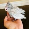 Emerald Cockatiel Available