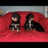 Cavapoo puppies & Shorkie Puppies   4 Puppies Available