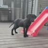 Akc labrador retriever puppies